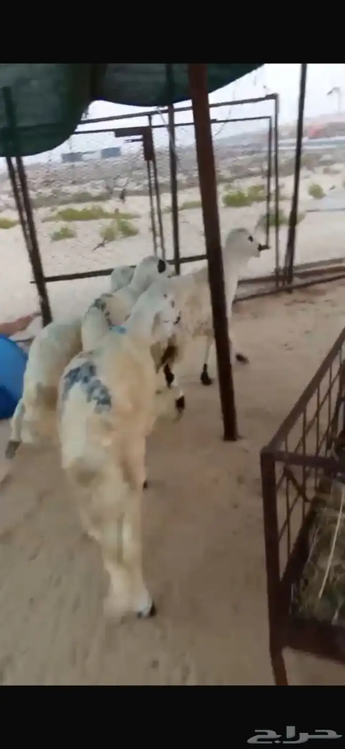 للبيع سواكني 1