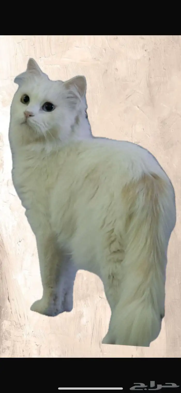 قطه معقمه للتبني المستعجل 0