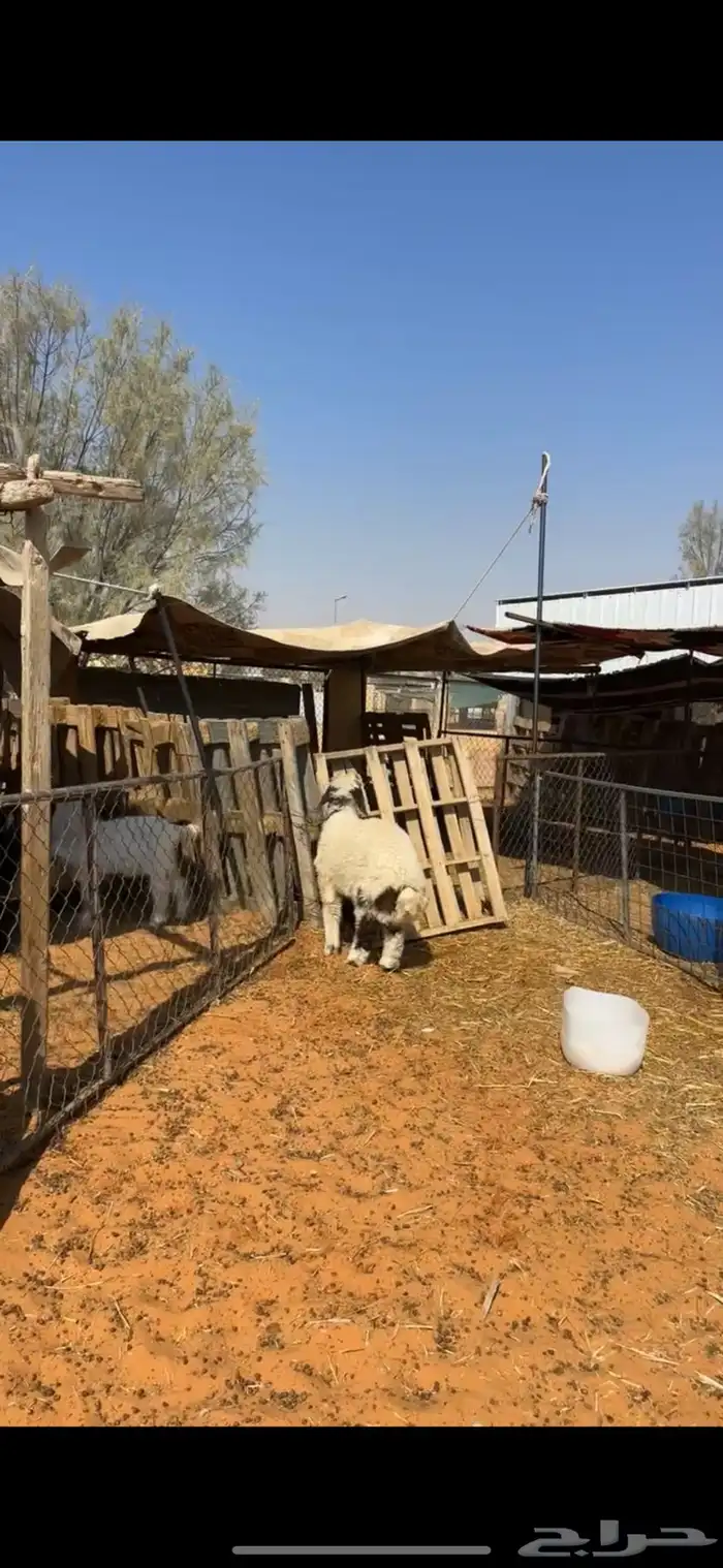 هرفي نعيمي 5