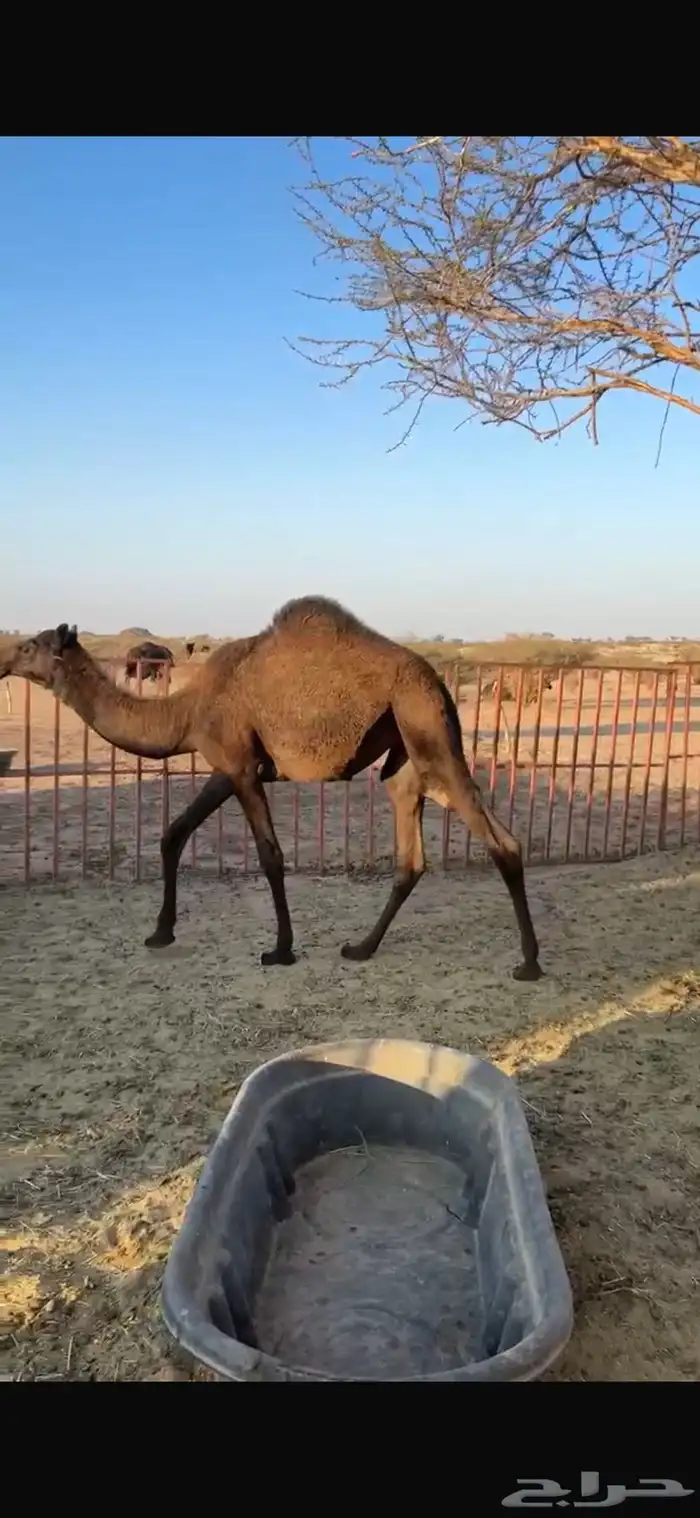 بكره للبيع 2