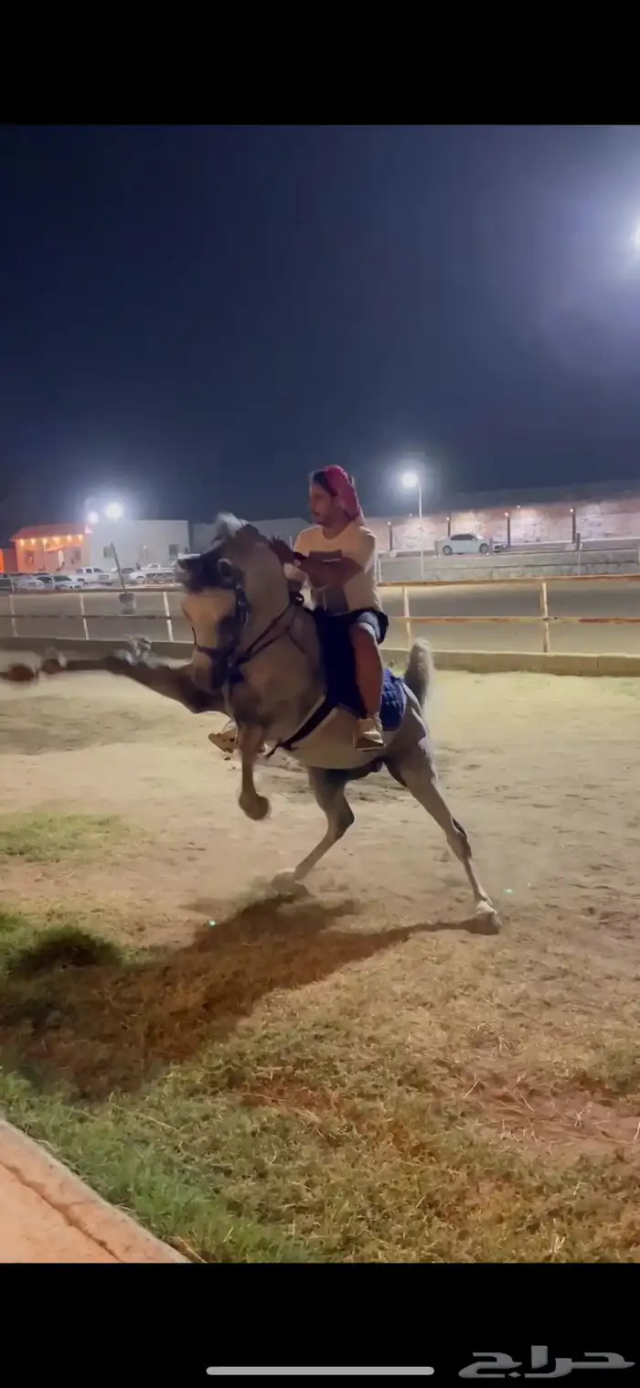 حصان فاخر. 2