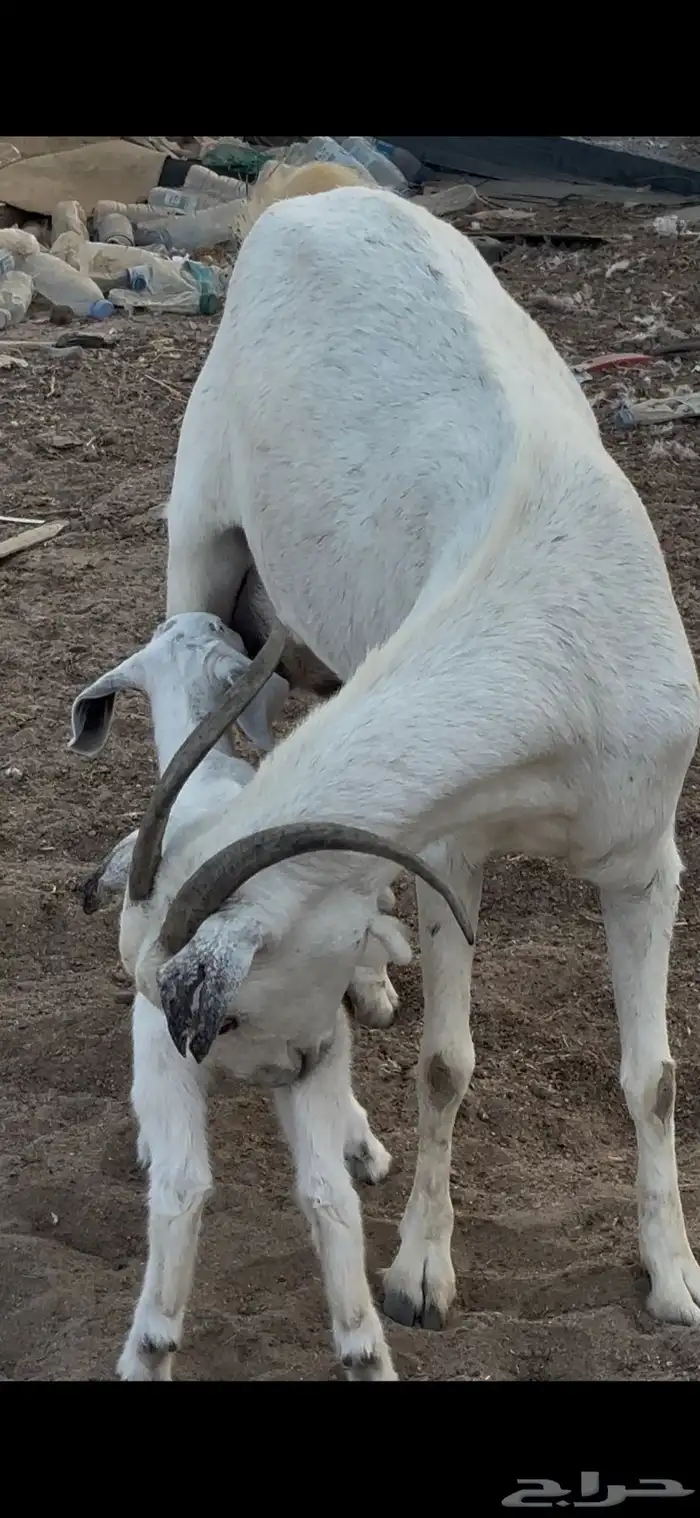 عنز بيشيه والد معه جفره 1