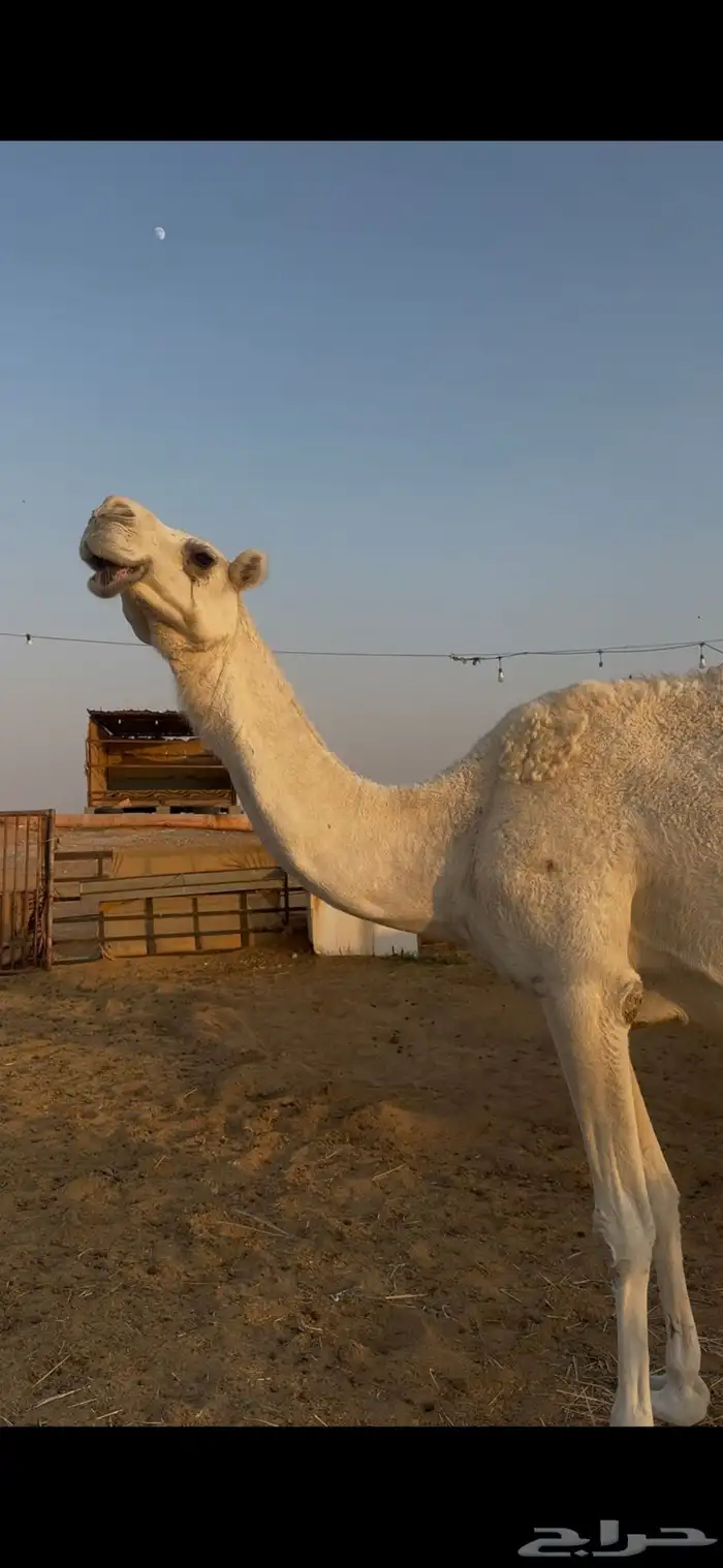 معشر على ولد الحاكم ابن قريع 1