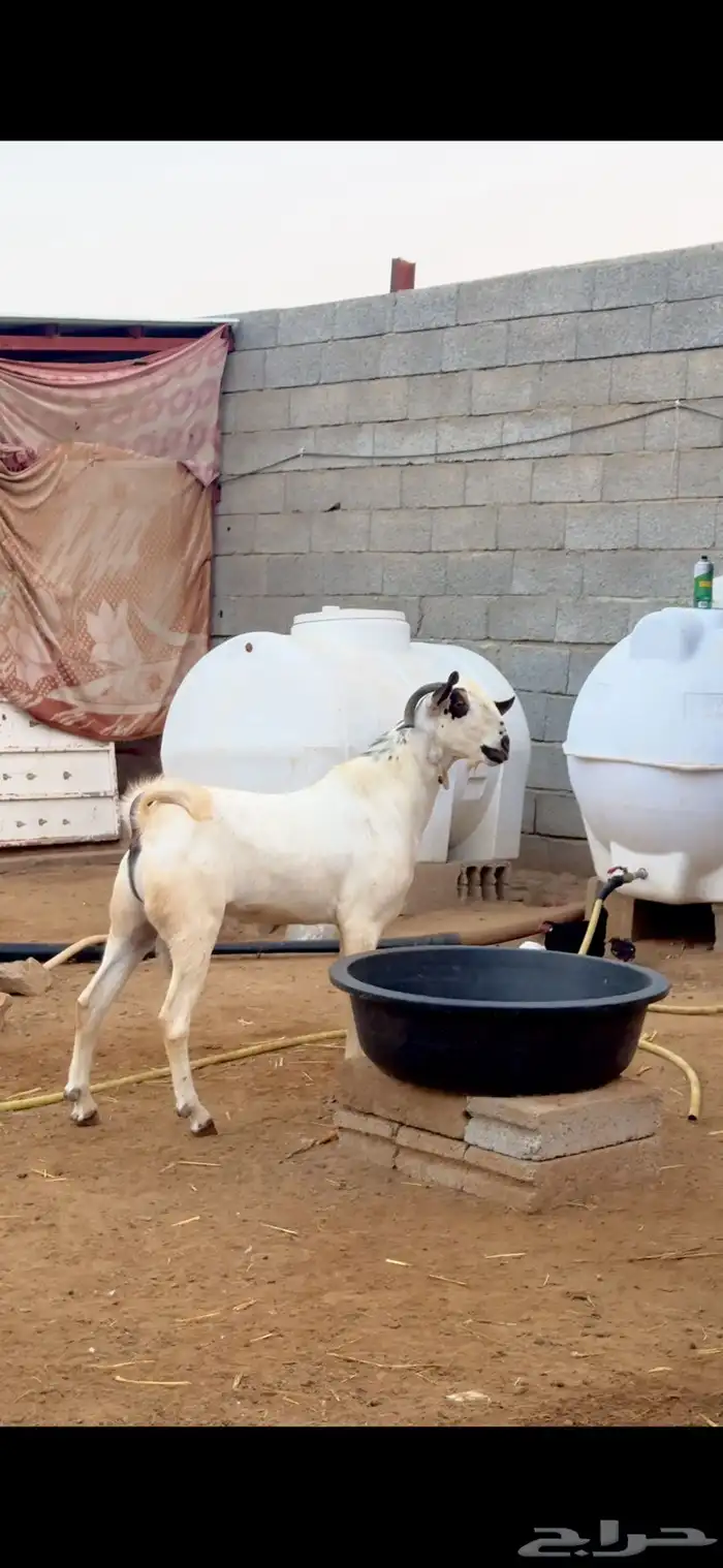 فحل بيشي للبيع 2