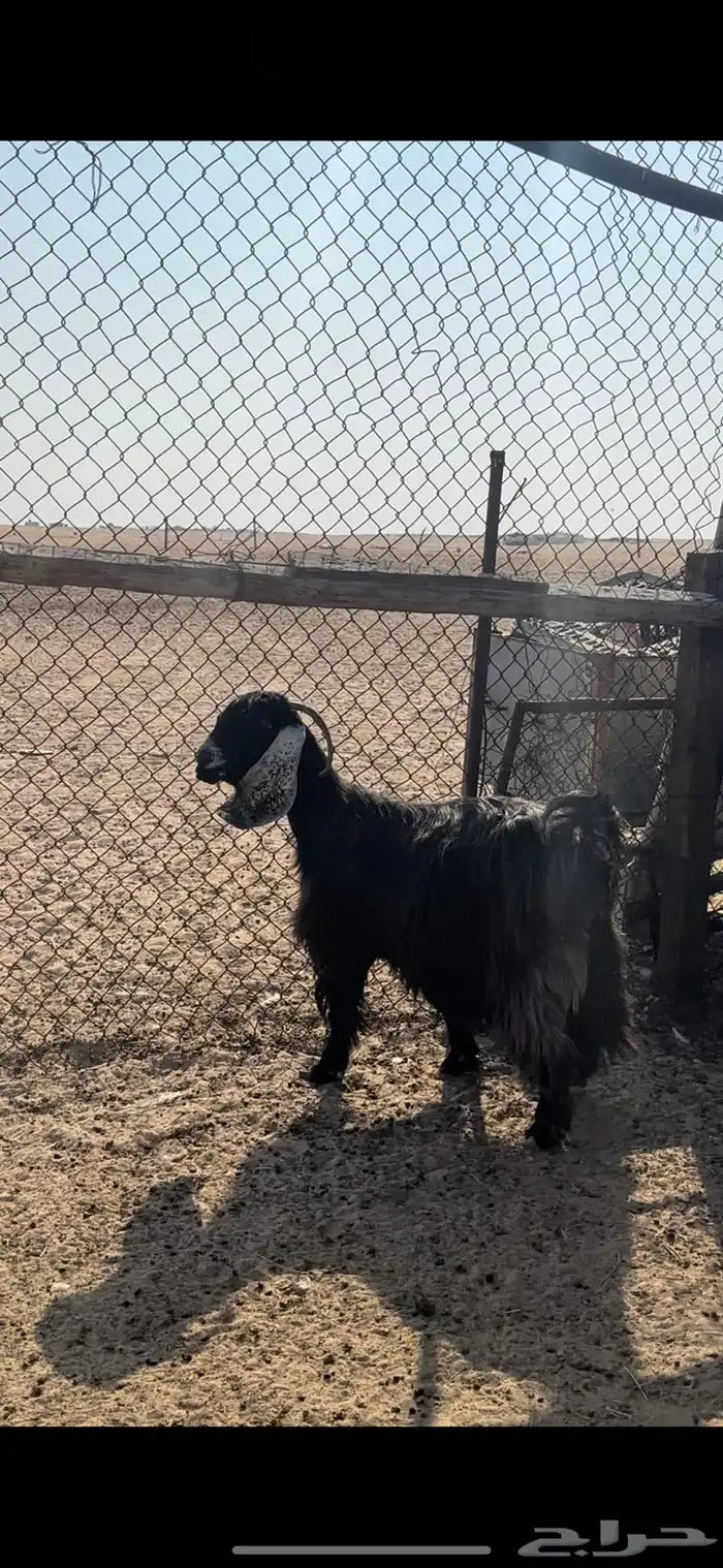 عنز عارضيه دافع 0