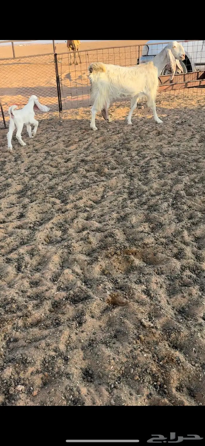 عنز والد هولنديه 1