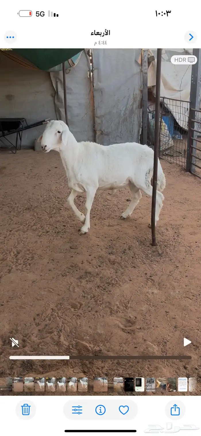 فحل حري كفو 1