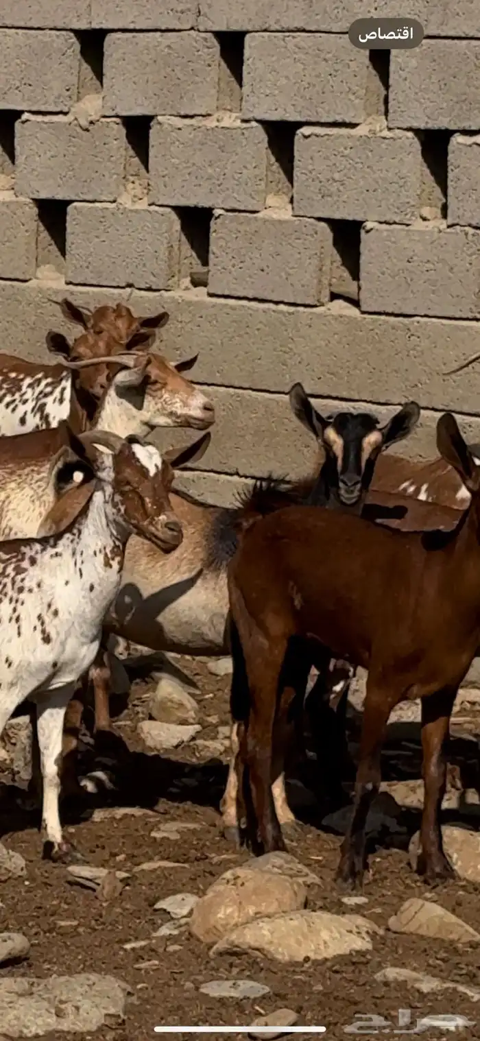 غنم ماعز دهم ووشح مقاني 1