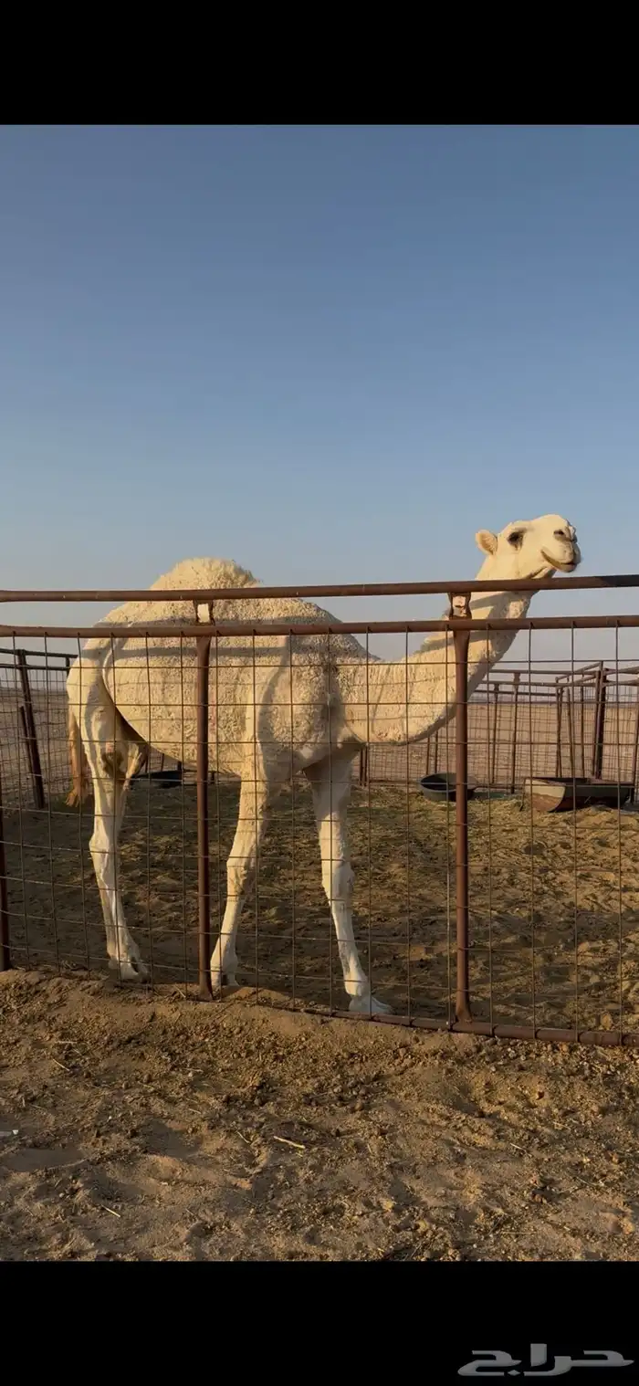 للبيع قعود رماني 0