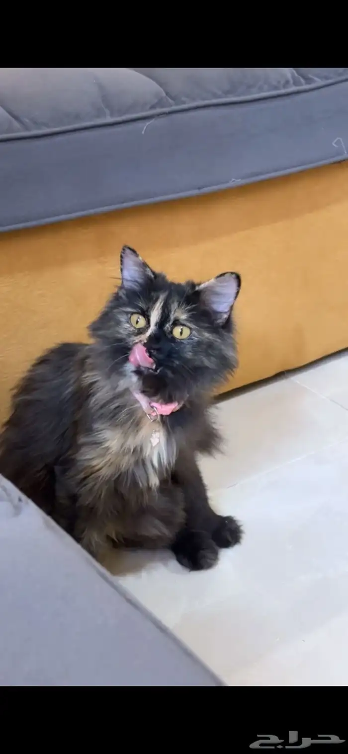 قطوهه ضايعه 1