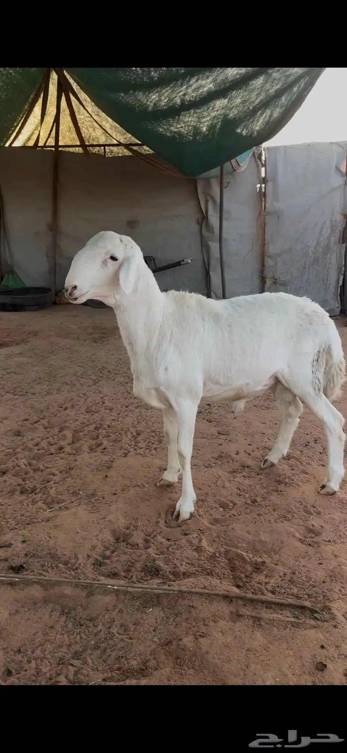 فحل حري كفو 0