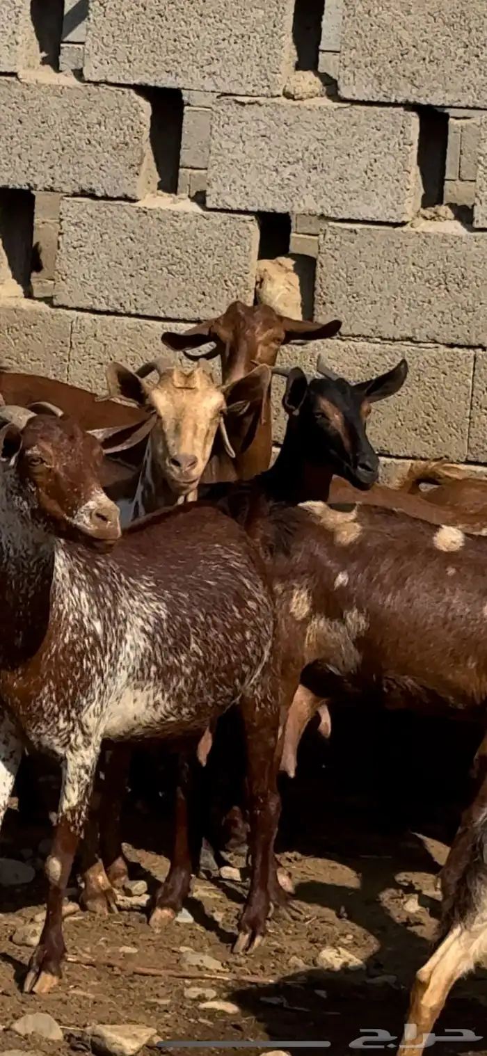 غنم ماعز دهم ووشح مقاني 8