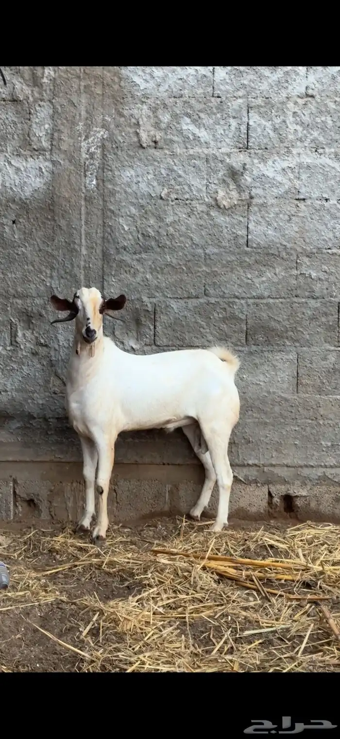 فحل بيشي للبيع 3