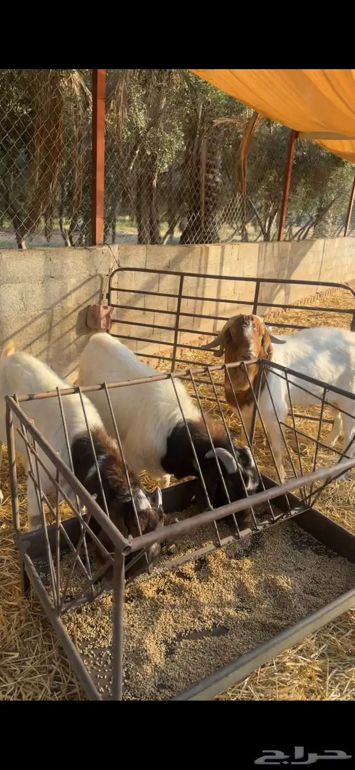 فحول بروقيت 1