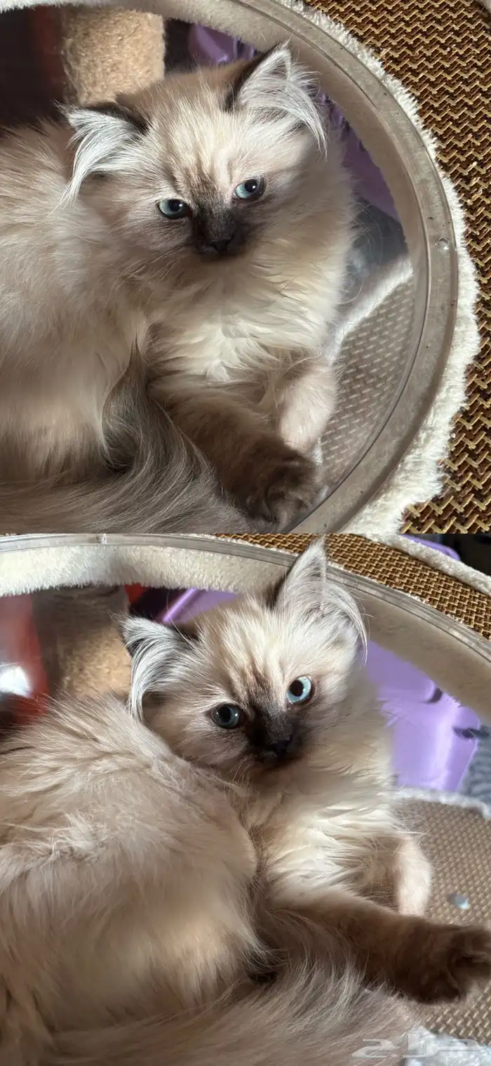 قطة أنثى ( همالايا مكس شيرازي ) 0