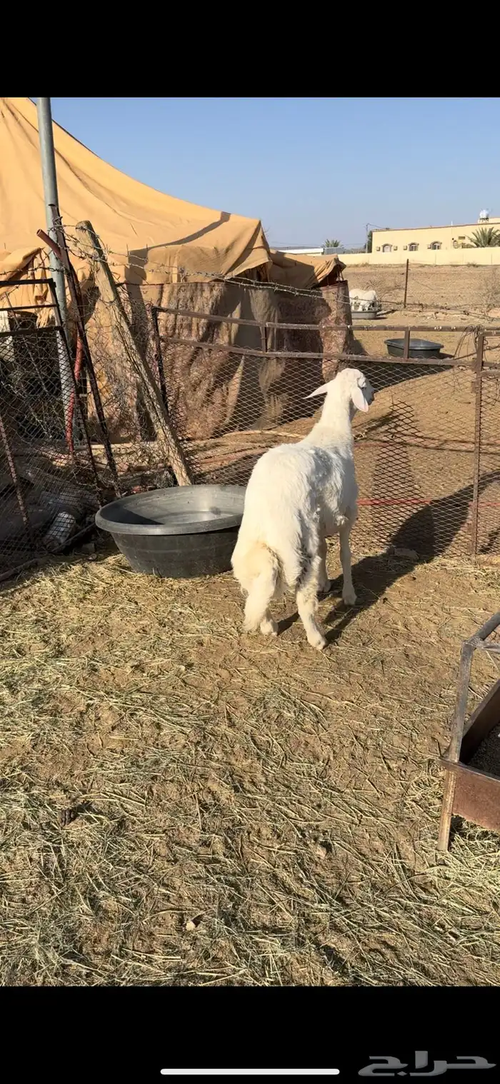 طلي جبر فل شحم وطرف ونظيف شرط(( تم البيع )) 0