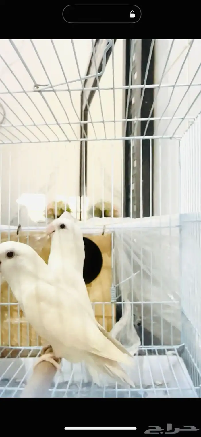 زوج روز البينو ( تم البيع ) 3