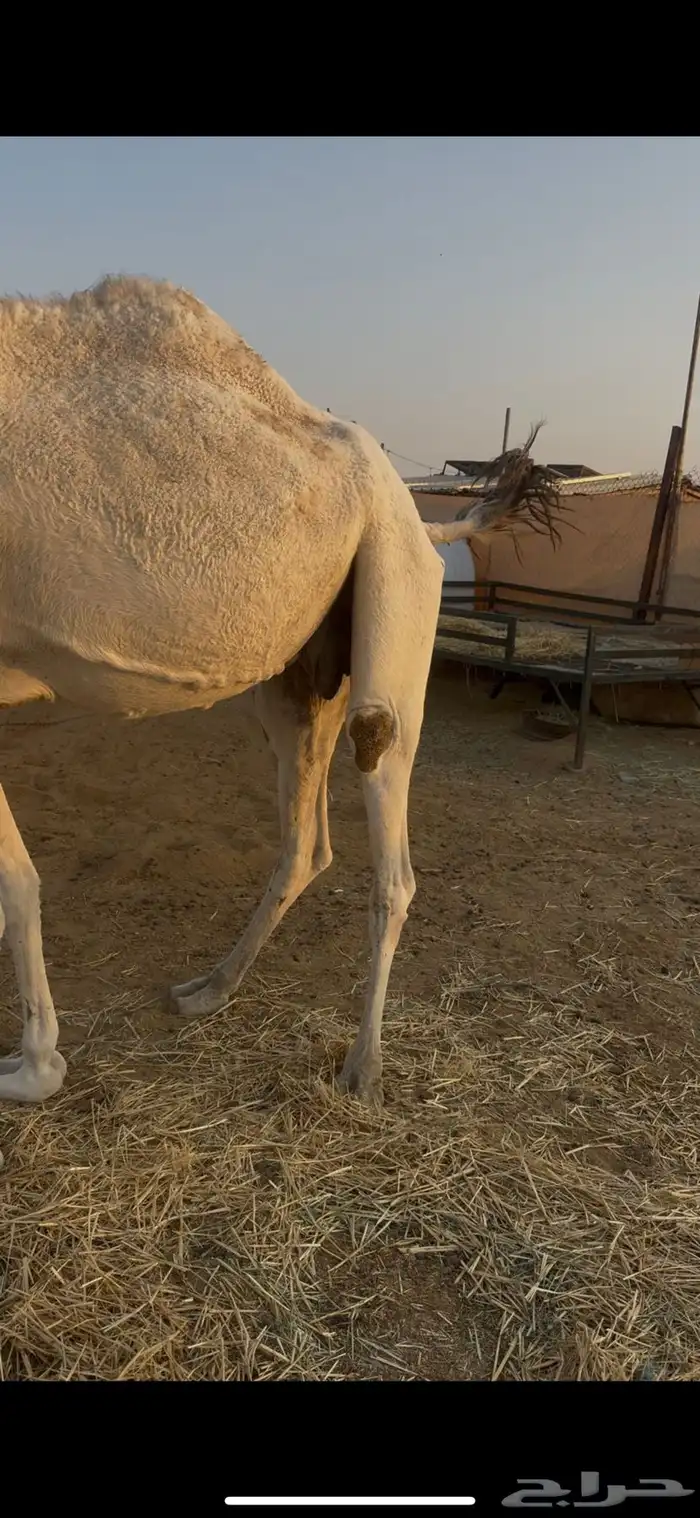 معشر على ولد الحاكم ابن قريع 2