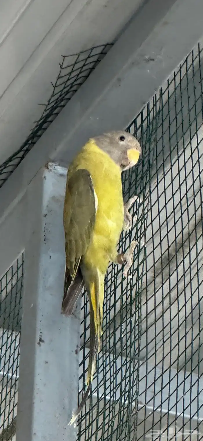 انثي بالم هد 0