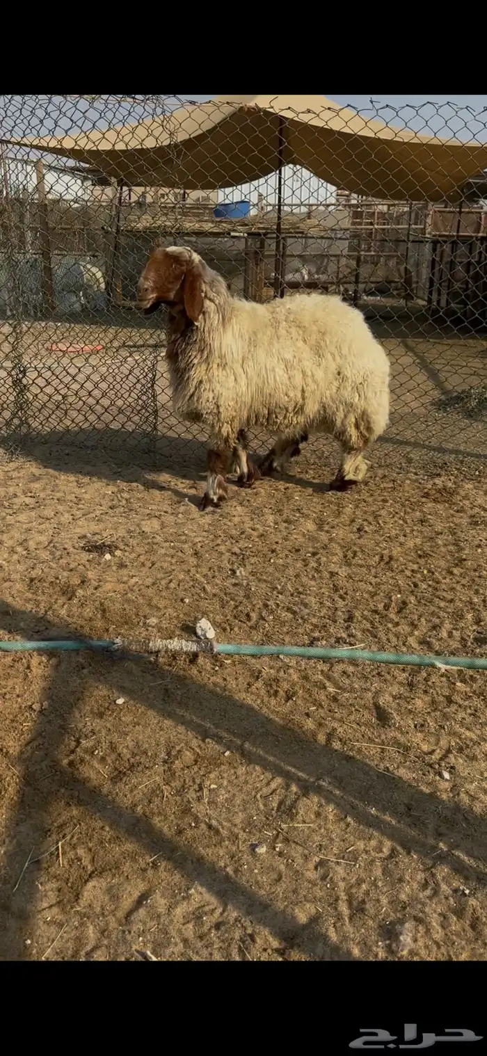 شاة صنف نعيميه 2