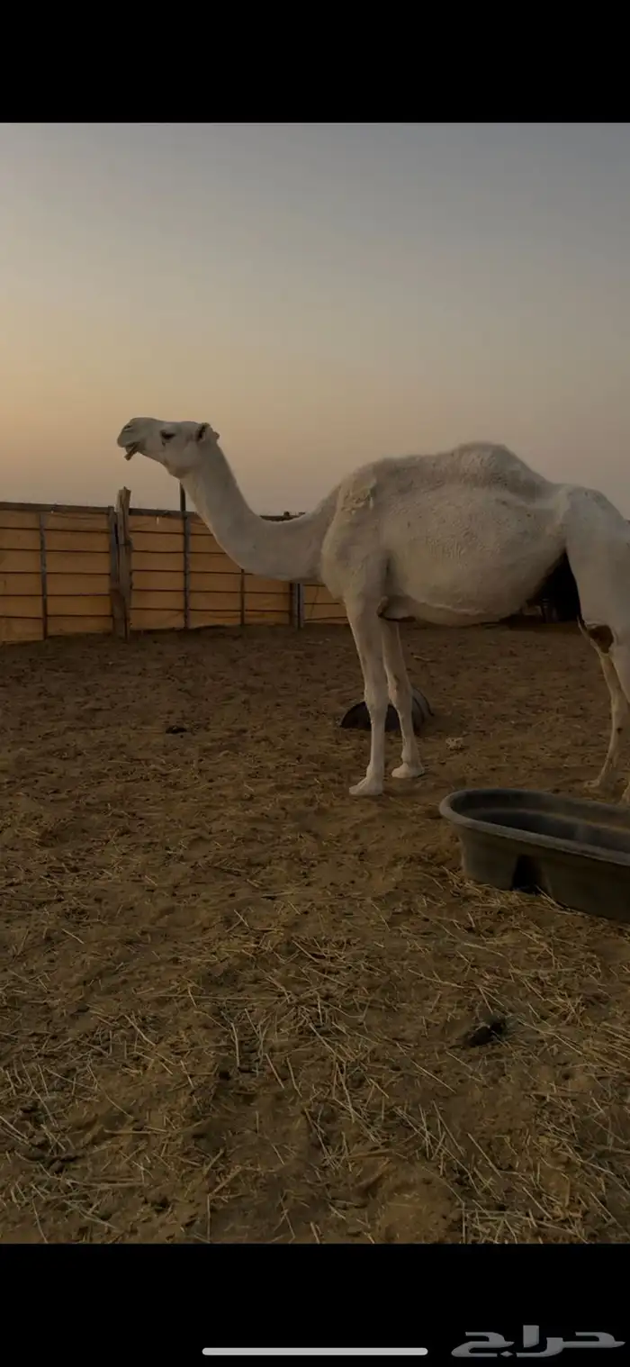 معشر على ولد الحاكم ابن قريع 3