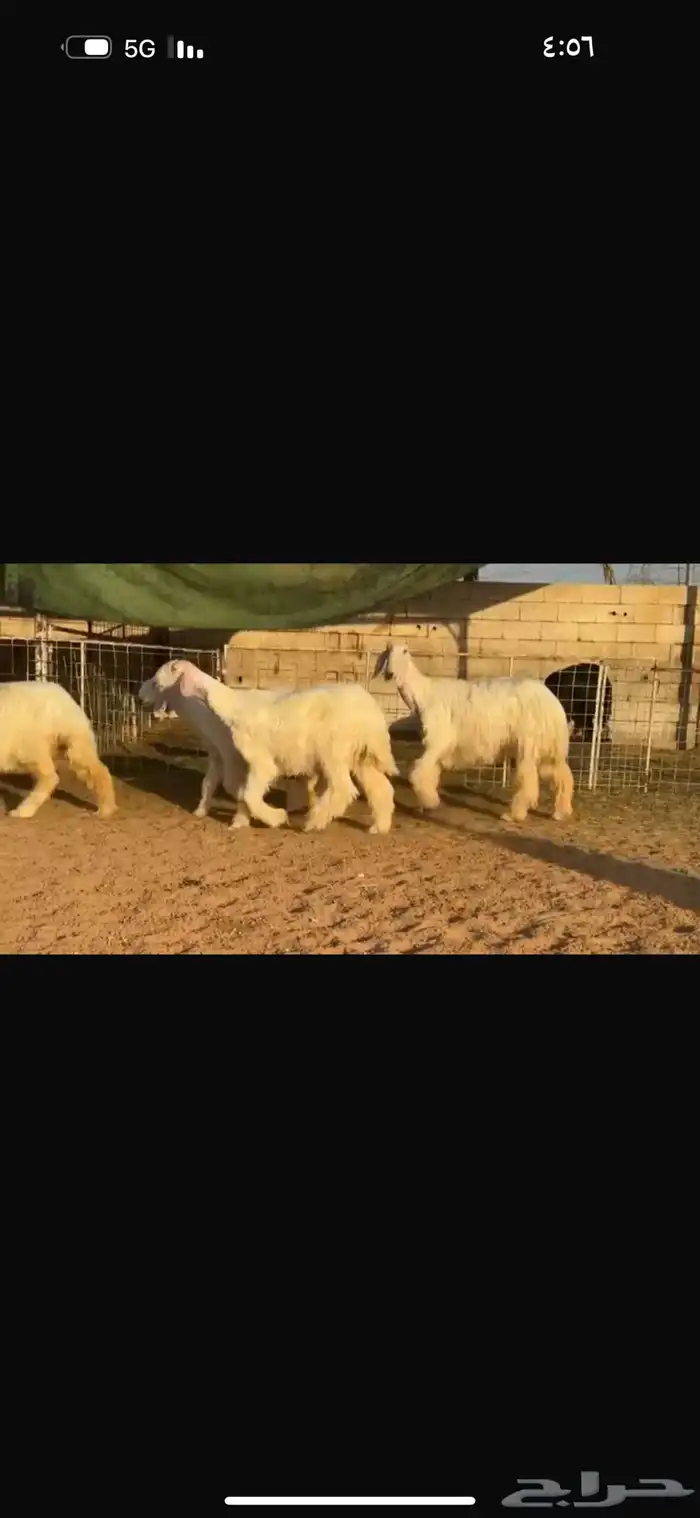 عرض بيع جذعات عيسيات 0