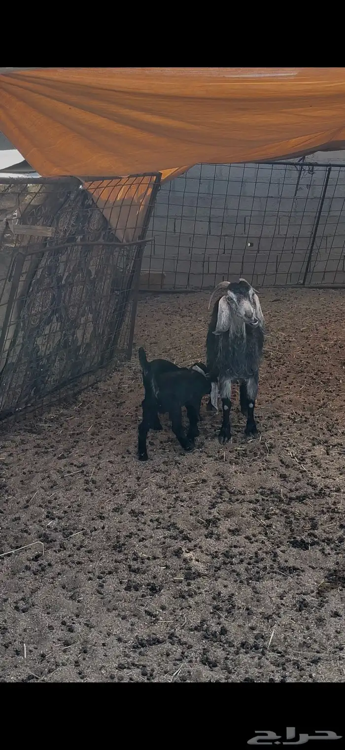 عنز معها 2 بالدوادمي 2