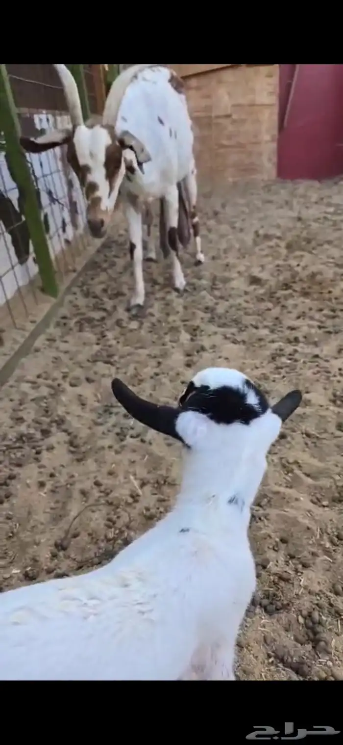 عنز بيشيه مرخاء والد معه جفره 0