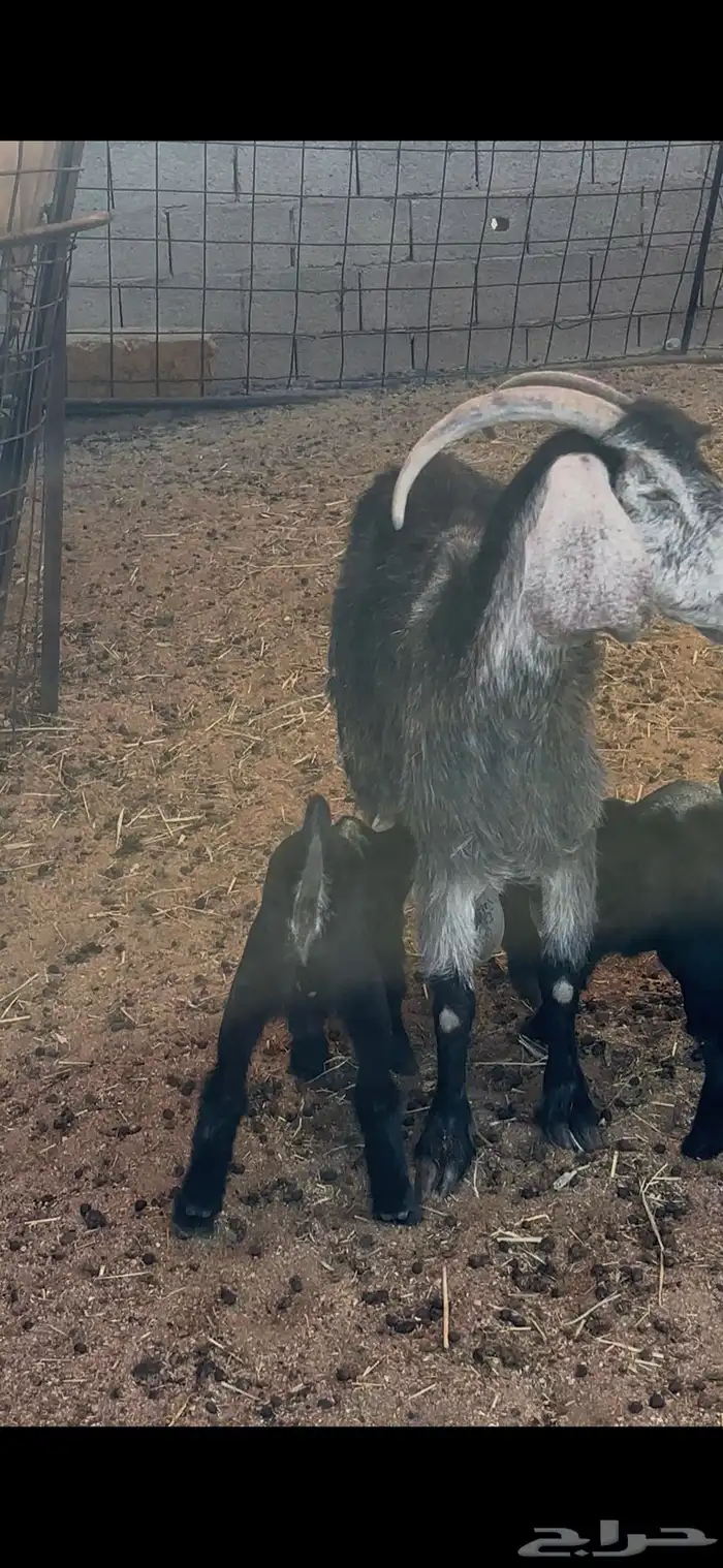 عنز معها 2 بالدوادمي 0