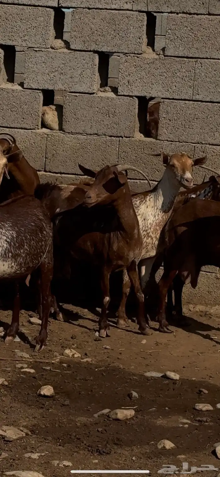 غنم ماعز دهم ووشح مقاني 11