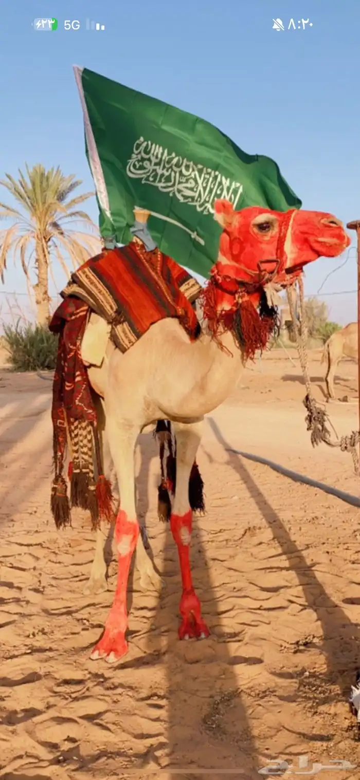 السلام عليكم ورحمة الله وبركاته يوجد قعود ركبي لقي 1