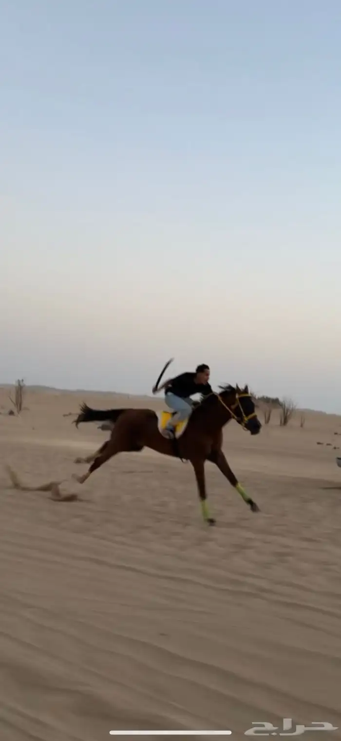 حصان سرعه للبيع 5