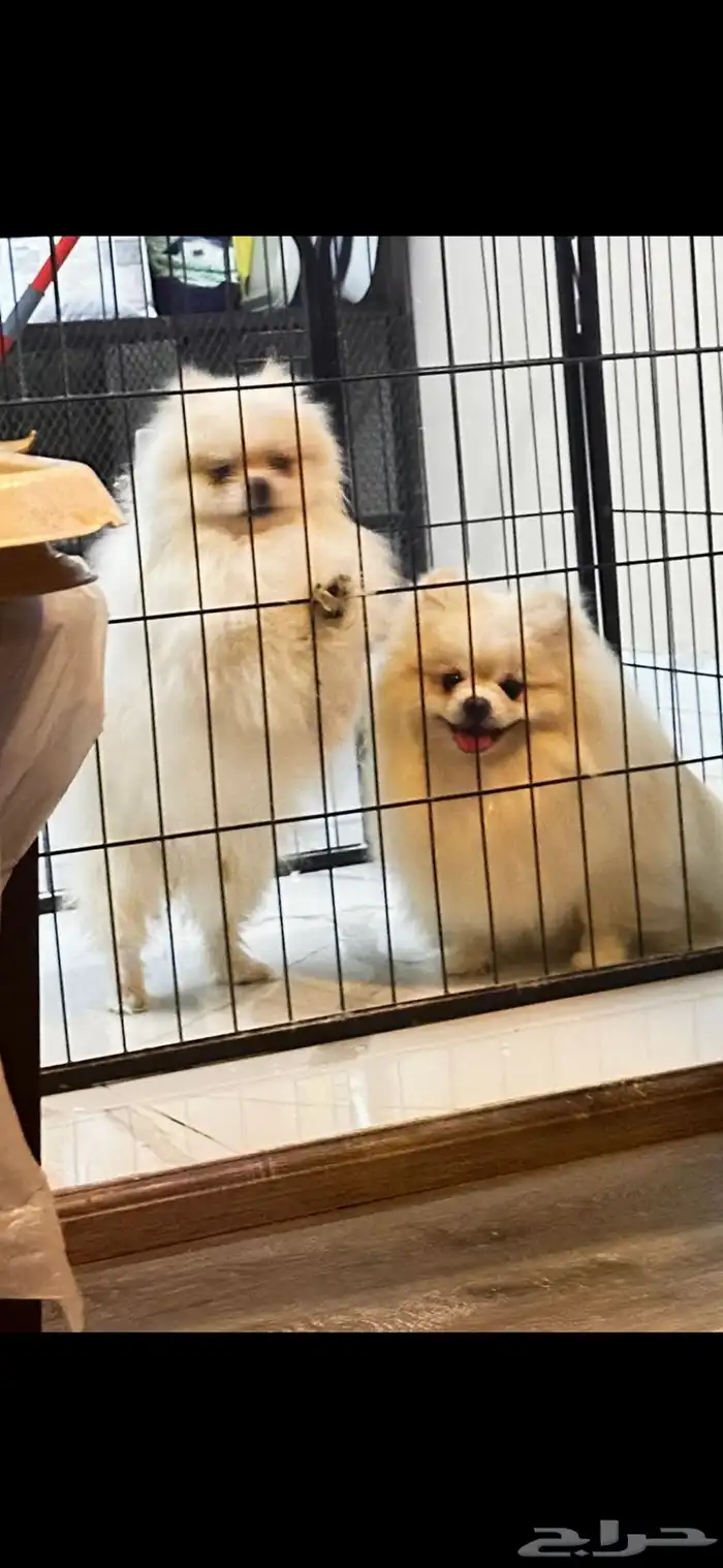 بوميرينيان مستوردين للبيع 0