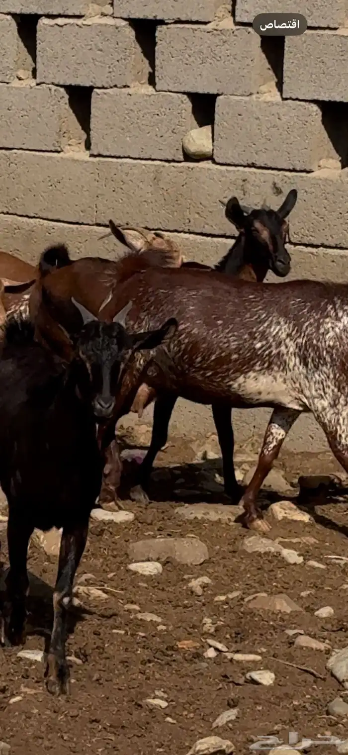 غنم ماعز دهم ووشح مقاني 5