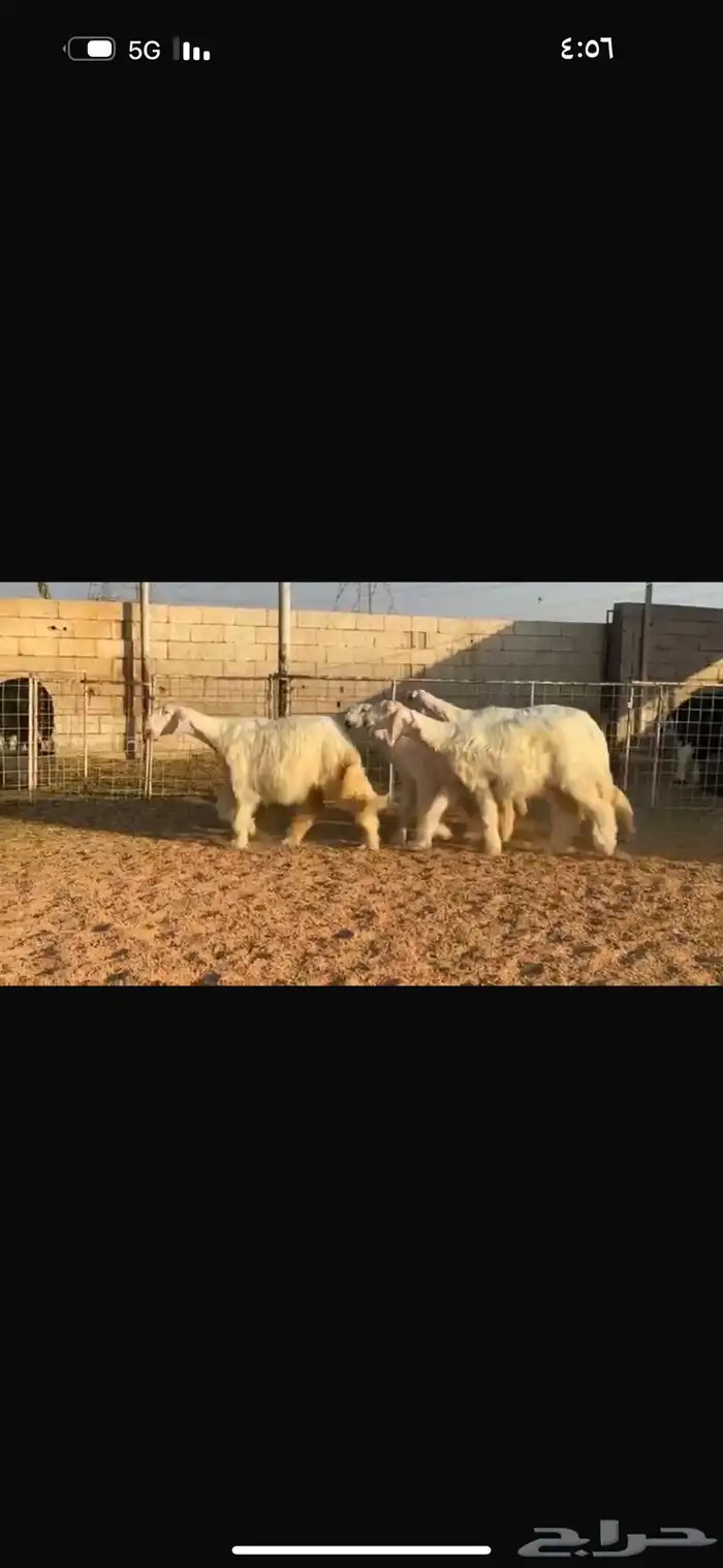 عرض بيع جذعات عيسيات 4