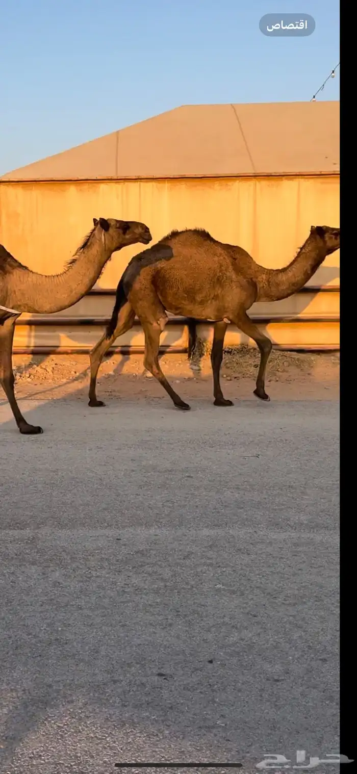 صفراء رباع لقحه وبنتها معها 1