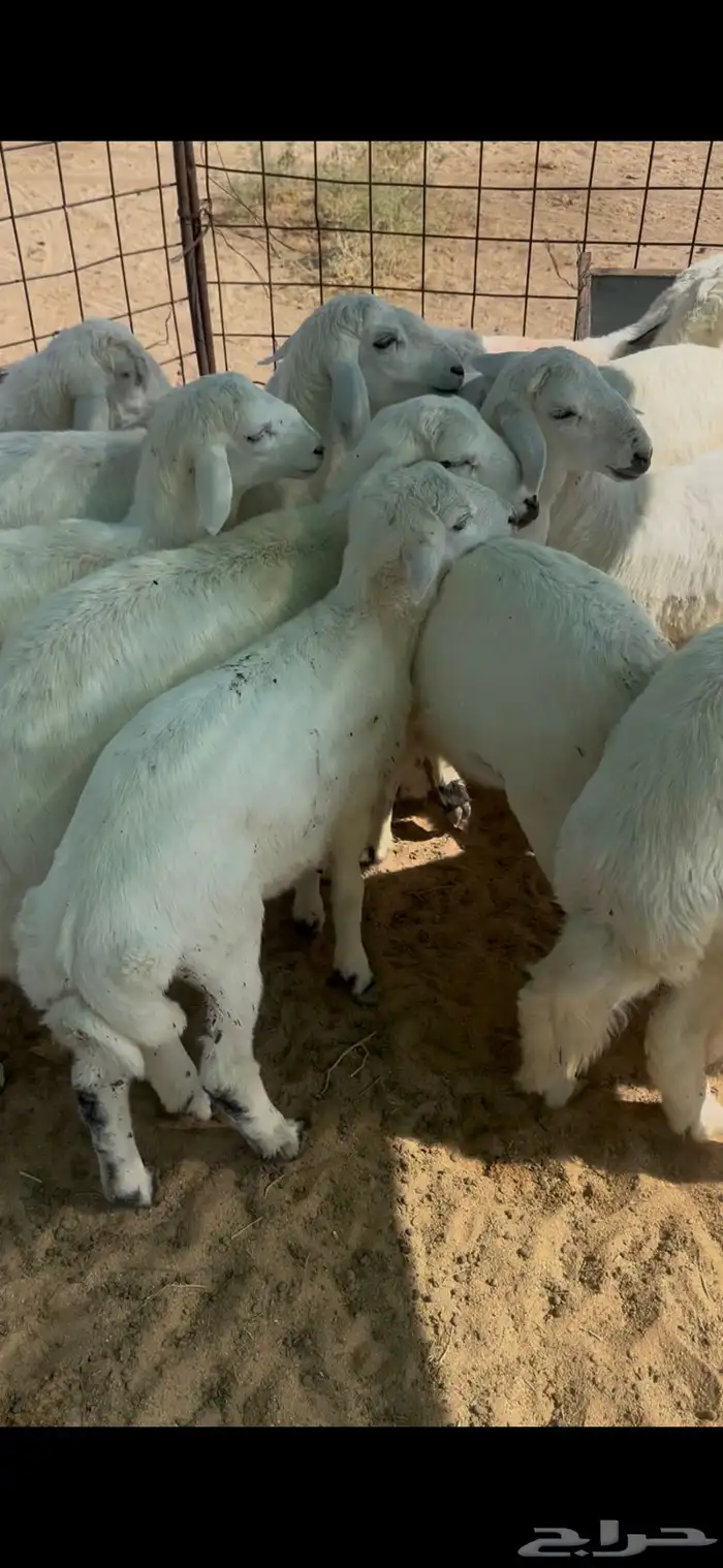 طليان حريات 1