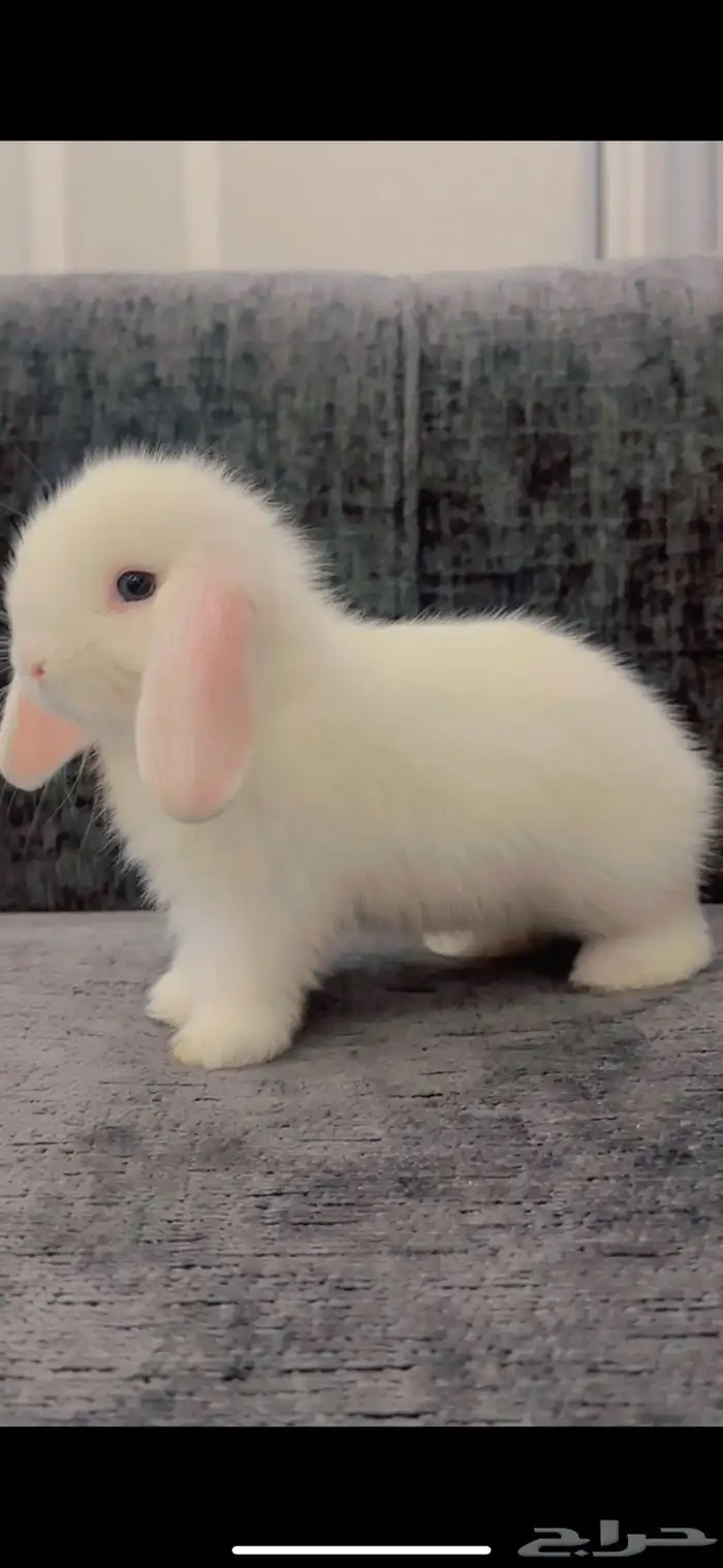 ارنب هولند لوب 1