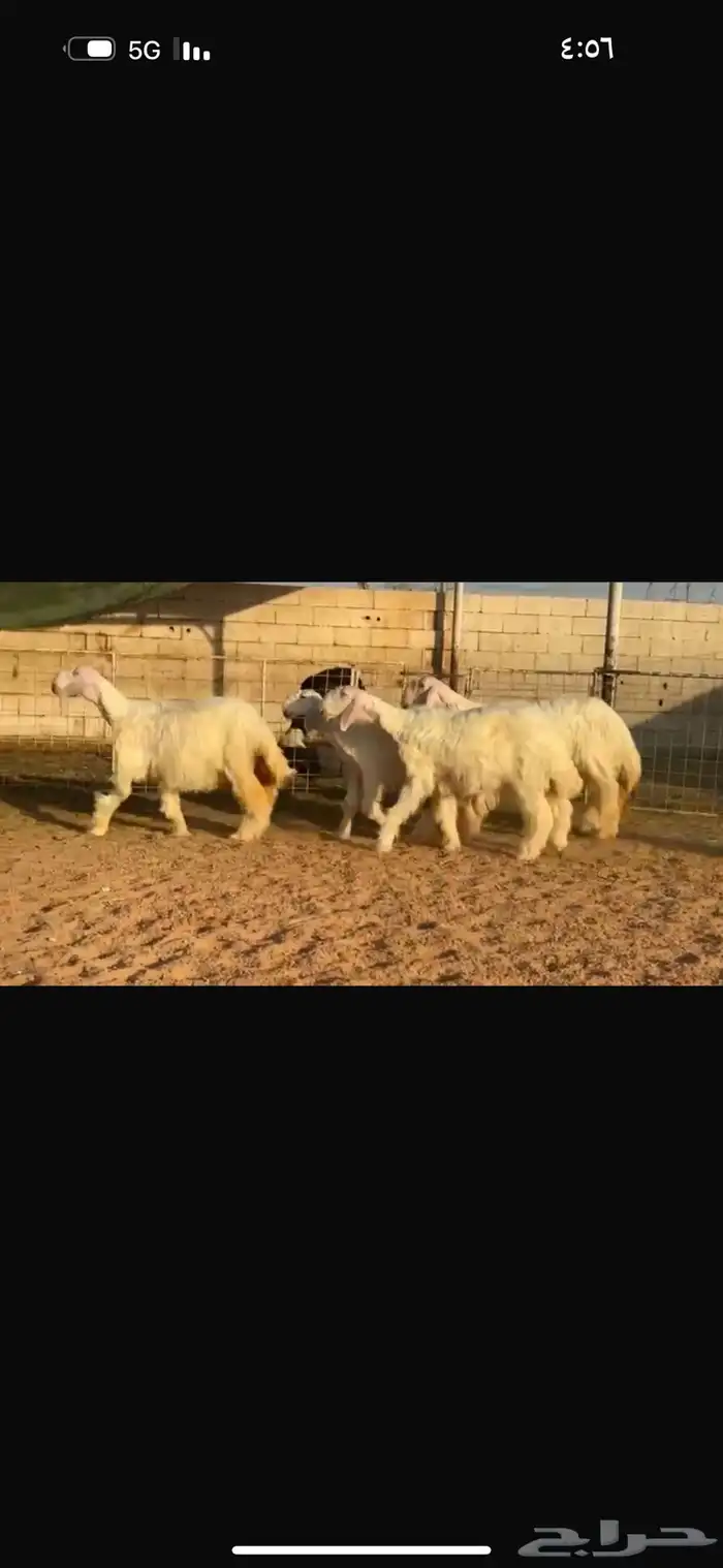 عرض بيع جذعات عيسيات 2