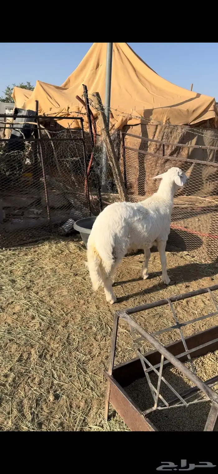 طلي جبر فل شحم وطرف ونظيف شرط(( تم البيع )) 1