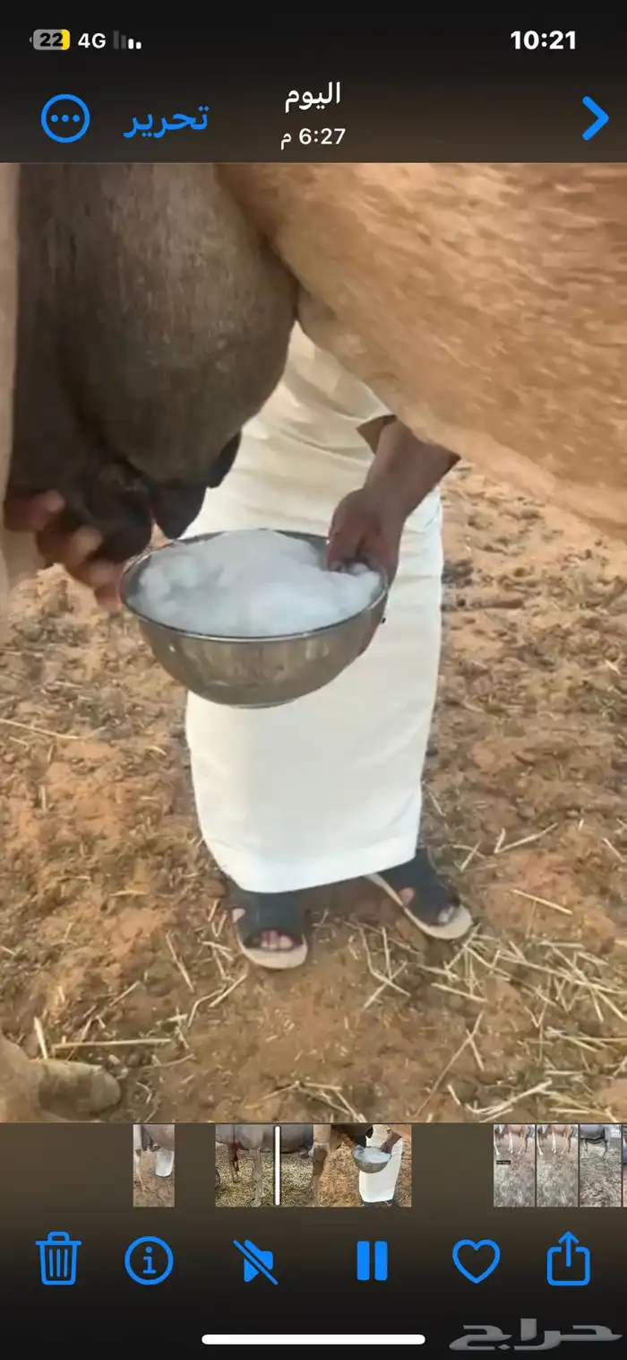 منيحة ساحلية تحتها قعود شحم ع الحليب 5