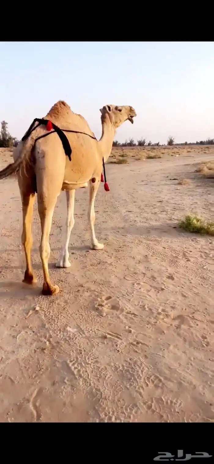 منيحة عشراء حمراء تحتها بكر 3