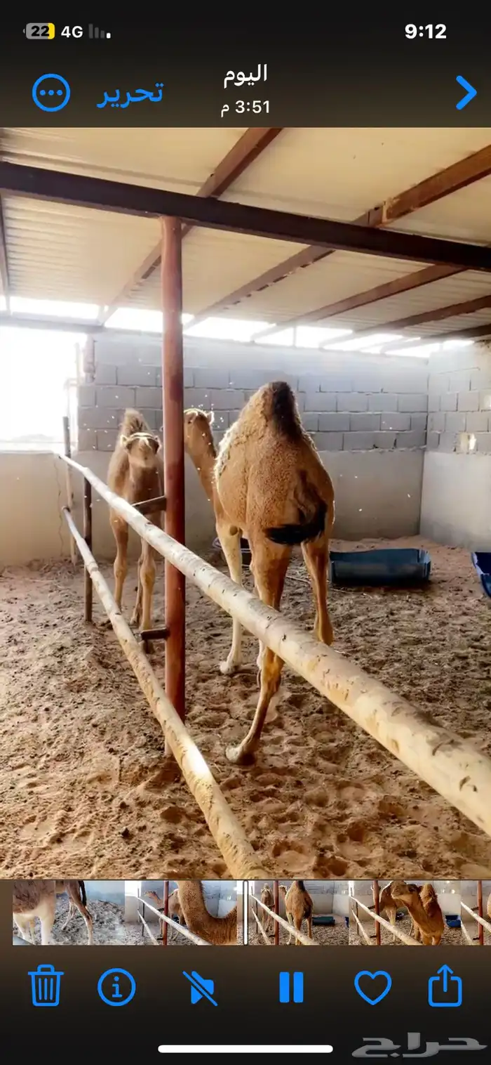 منيحة عشراء حمراء تحتها بكر 2