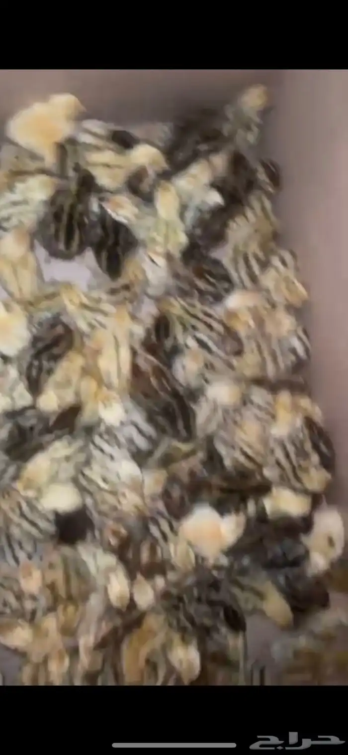 للبيع سمان صغار 1