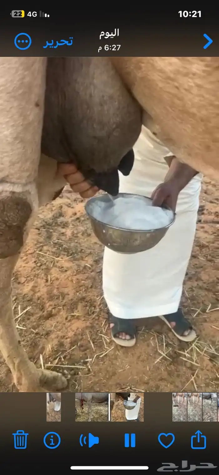 منيحة ساحلية تحتها قعود شحم ع الحليب 4