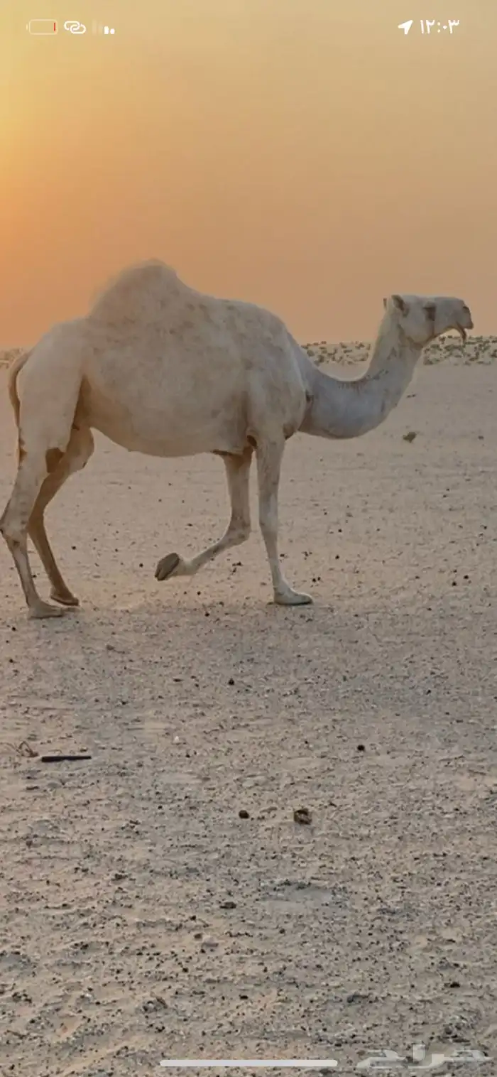 وضحى لقحة كفو 1