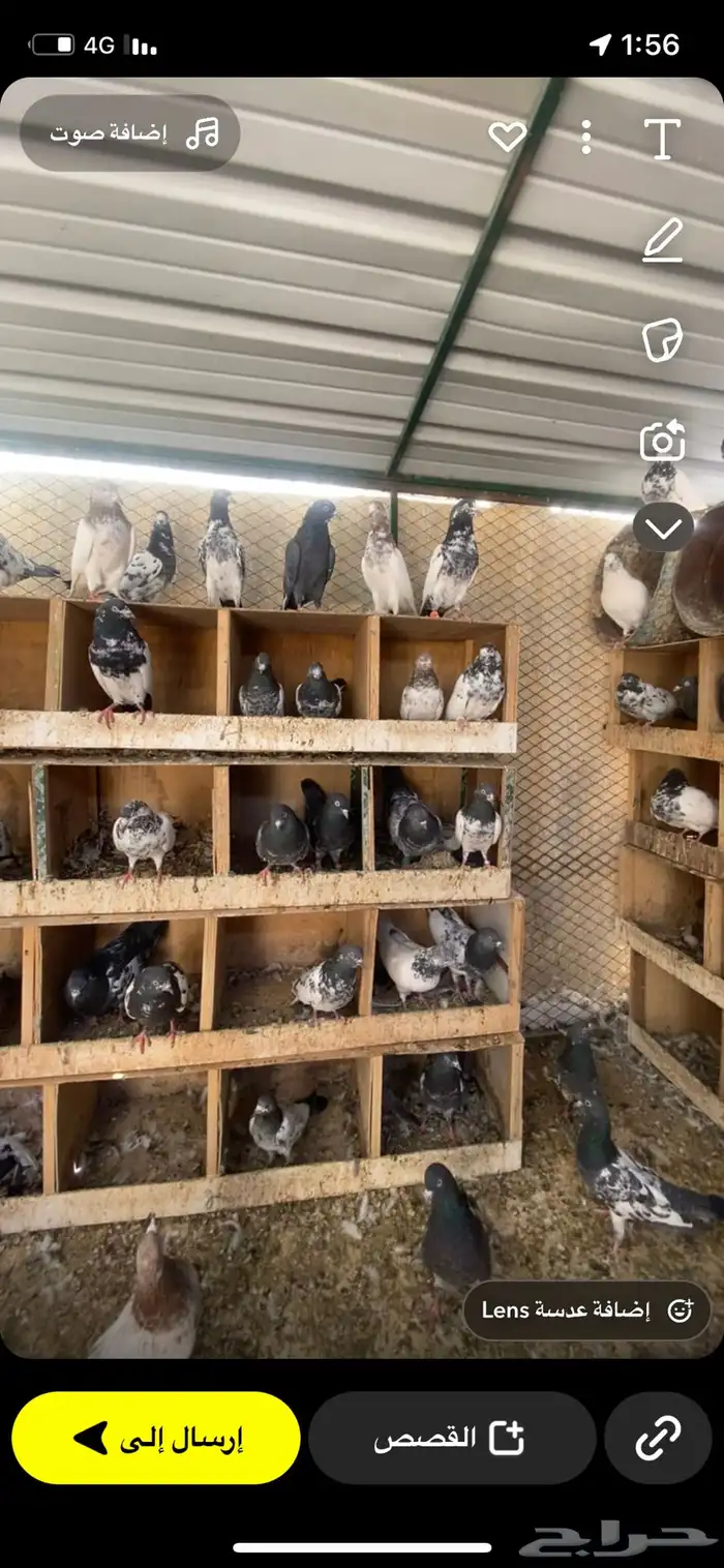 للبيع اجواز وطبات مشروط صحه ومطير 1