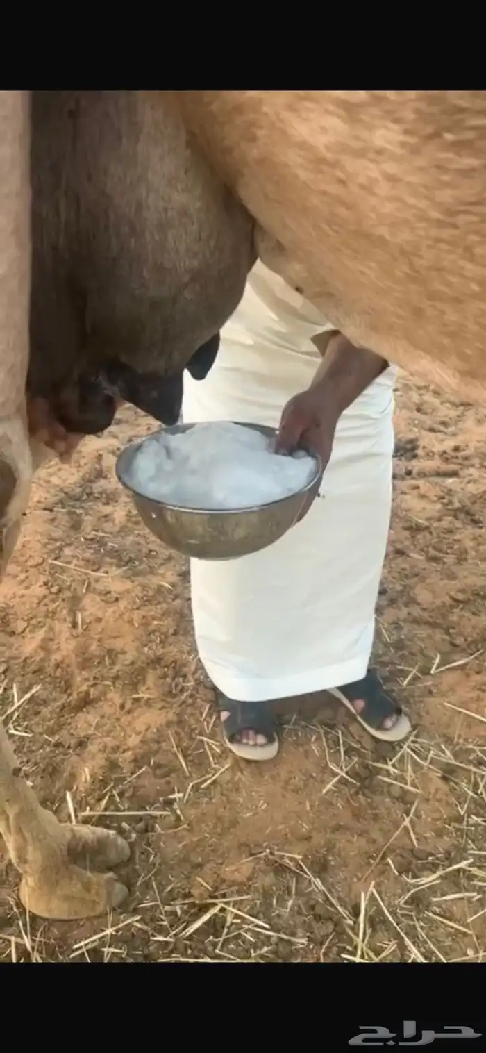 منيحة عشراء حمراء تحتها بكر 1