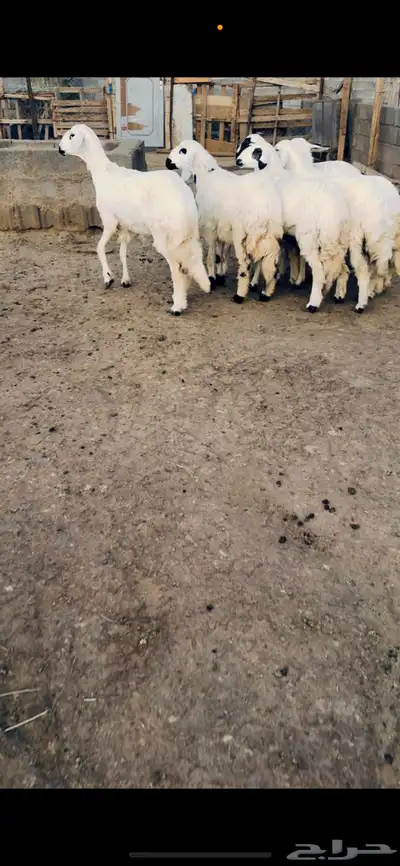 رخال جذعات index