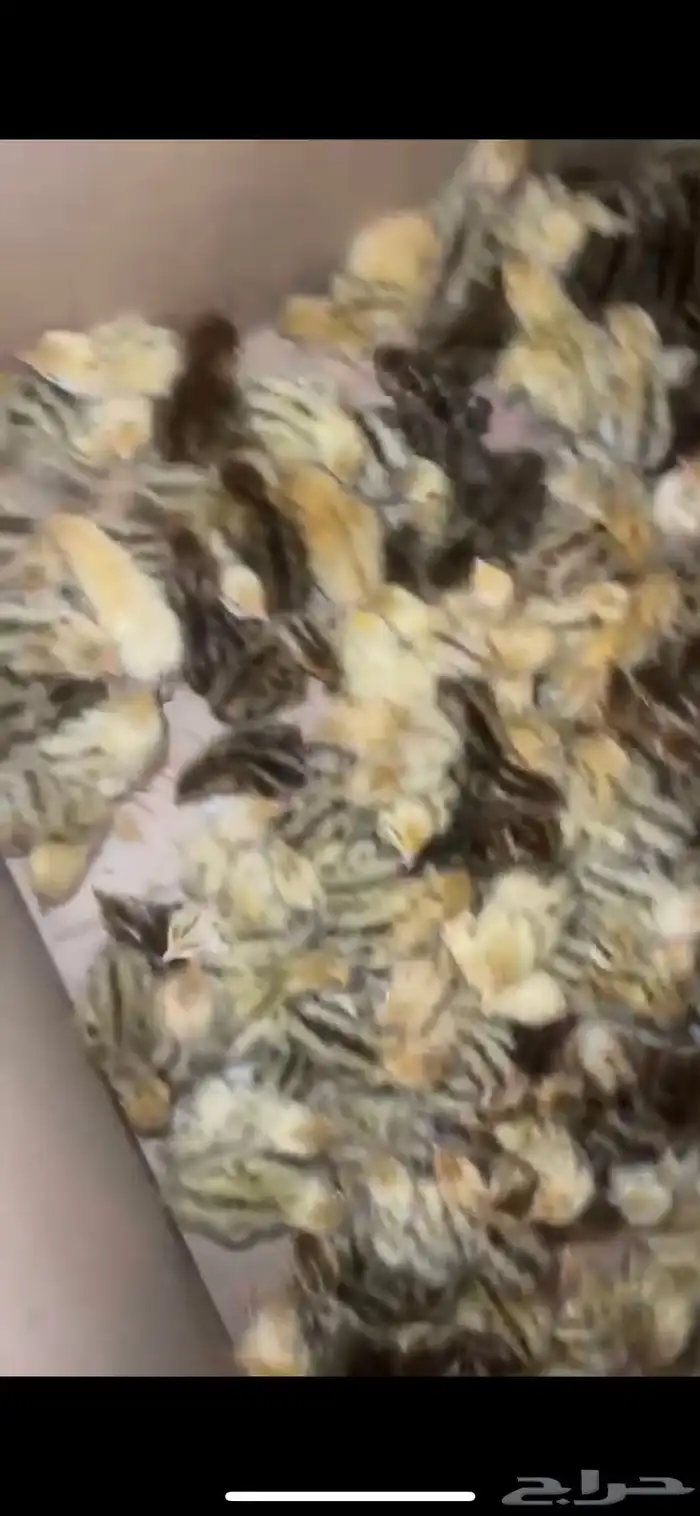 للبيع سمان صغار 0